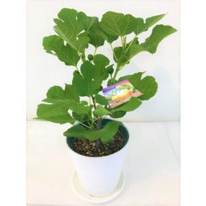 産直！ いちじくの鉢植え ホワイトイスキア 白イチジク  特Ａ（1鉢1個口毎に送料かかります）鉢皿付...