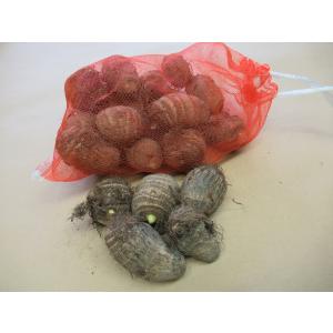 種芋　里芋(サトイモ)　大和早生　約１kg　