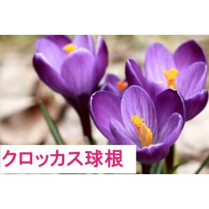 　球根　クロッカス　20球