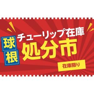 　球根　チューリップ　おまかせ30球