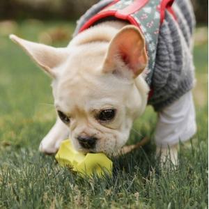 Pidan 犬用 デンタルケアおもちゃ リンゴの芯