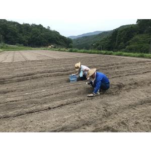 山田のはぶ草茶 ティーバッグタイプ2.5g×5...の詳細画像1