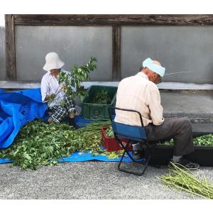 山田のはぶ草茶 ティーバッグタイプ2.5g×5...の詳細画像3