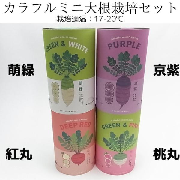 【在庫限り】カラフルミニ大根栽培セット