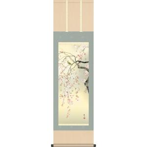 春掛け 掛け軸 桜花 森山観月 尺三 小振り 本表装 床の間 花鳥画 モダン 掛軸[送料無料]