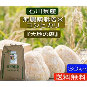 コシヒカリ 令和7年産 無農薬栽培米 こしひかり 白米 10kg お米 自然