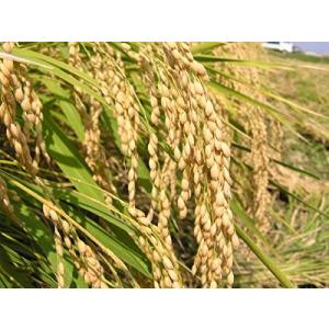 令和7年産 新米 無農薬 有機米 こしひかり ...の詳細画像2