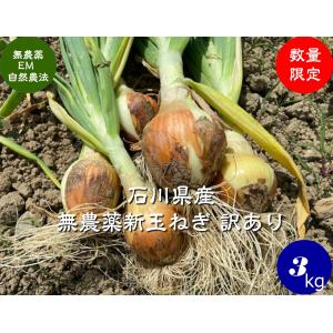 無農薬 EM農法 【訳あり】 新玉ねぎ ３ｋｇ｜hondanojo