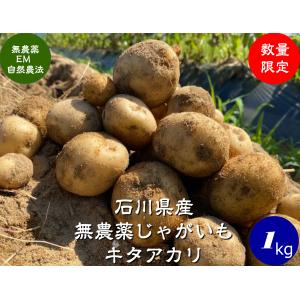 EM自然農法 無農薬じゃがいも ジャガイモ（キタアカリ）１ｋｇ｜hondanojo