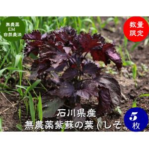 赤じそ(赤紫蘇、赤しそ) ☆農薬や化学肥料は使用しておりません