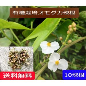 無農薬 EM農法 有機栽培　オモダカ（おもだか）球根　1袋 10球根【無農薬・有機 期間限定】『メール便』｜hondanojo