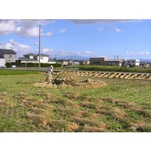 無農薬天日干し選別カット稲わら(20〜30cm...の詳細画像1