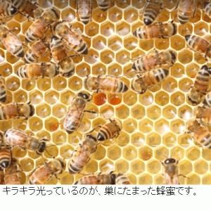 はちみつ 国産 蜂蜜 選べる90g入3本セット...の詳細画像4