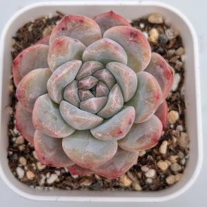多肉植物　ルンヨニー　抜き苗　エケベリア ルンヨニー成長記録｜🍀GreenSnap（グリーンスナップ）