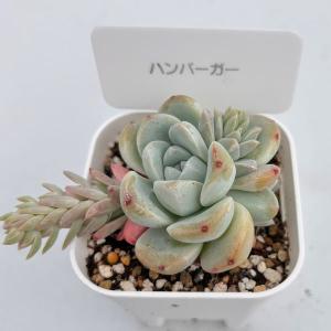 多肉植物 エケベリア ハンバーガー 7.5cm...の詳細画像1