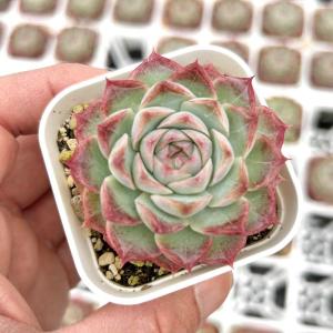 多肉植物 エケベリア ローズフェアリー 7.5cmポット苗