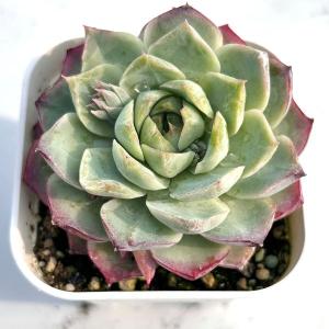 多肉植物 エケベリア ローズフェアリー 7.5...の詳細画像2
