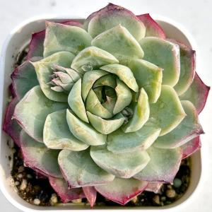 多肉植物 エケベリア ローズフェアリー 7.5...の詳細画像1