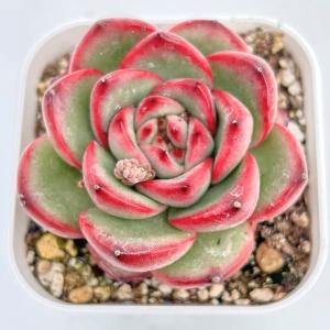 多肉植物 エケベリア ルンヨニー錦 7.5cmポット苗 : ハニー