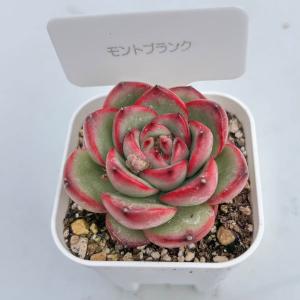 多肉植物 エケベリア モンブラン(モントブラン...の詳細画像1