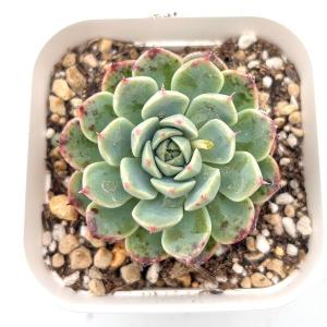 多肉植物 エケベリア スタージェニー 7.5cmポット苗 : ハニーミント