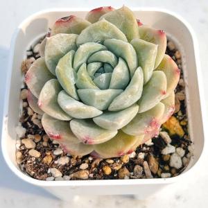 多肉植物 エケベリア ホワイトスノー 7.5c...の詳細画像2