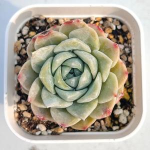 多肉植物 エケベリア ホワイトスノー 7.5c...の詳細画像1