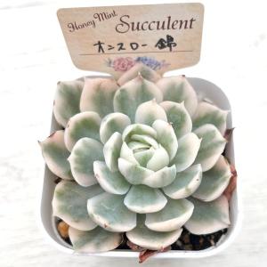 多肉植物 エケベリア オンスロー錦 7.5cm...の詳細画像2