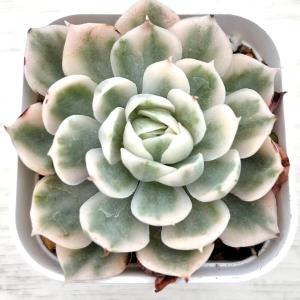 多肉植物 エケベリア オンスロー錦 7.5cm...の詳細画像1