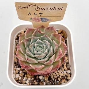 多肉植物 エケベリア ヘレナ 7.5cmポット苗の詳細画像2