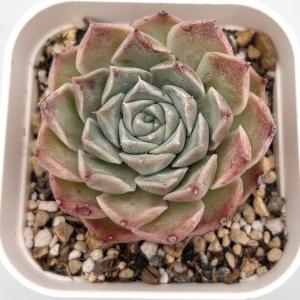 多肉植物 エケベリア ヘレナ 7.5cmポット苗の詳細画像1
