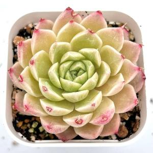 多肉植物 エケベリア ピーチピンク 7.5cmポット苗 : ハニー