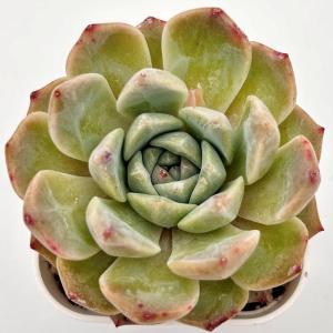 多肉植物 エケベリア アイスソウル 7.5cmポット苗の商品画像