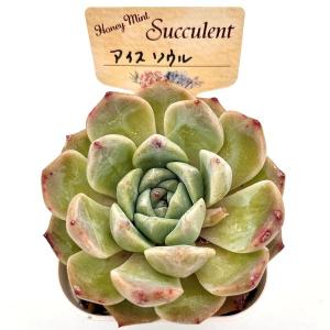 多肉植物 エケベリア アイスソウル 7.5cm...の詳細画像1