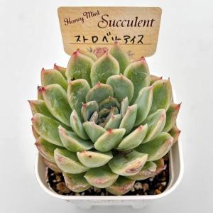 多肉植物 エケベリア ストロベリーアイス 7....の詳細画像1