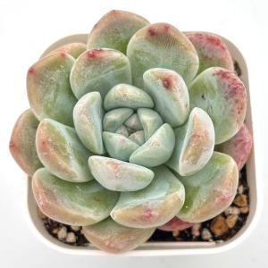 多肉植物 エケベリア シックドリーム 7.5cmポット苗