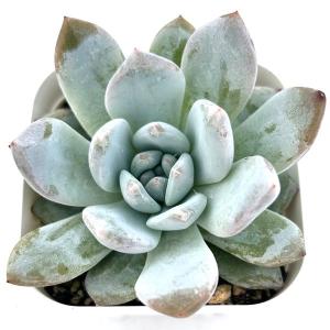 多肉植物 エケベリア ブラッドオレンジ 7.5cmポット苗