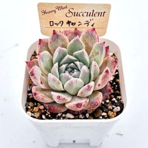 多肉植物 エケベリア ロックキャンディ 7.5...の詳細画像2
