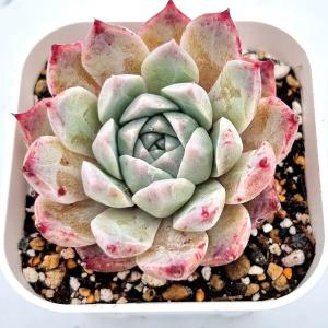 多肉植物 エケベリア ロックキャンディ 7.5...の詳細画像1