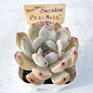 多肉植物 エケベリア ドリーミーオレンジ 7....の詳細画像1