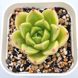 多肉植物 エケベリア ダイヤモンドジェニー 7....の商品画像