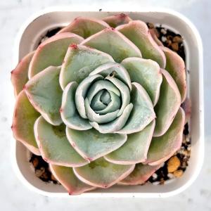 多肉植物 エケベリア カールドエッジ 7.5c...の詳細画像1