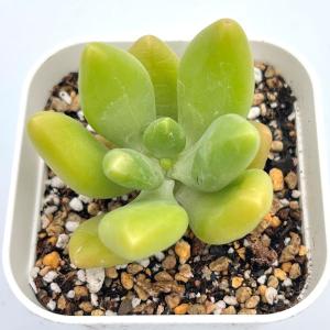 多肉植物 エケベリア マンゴーミルク 7.5cm...の商品画像