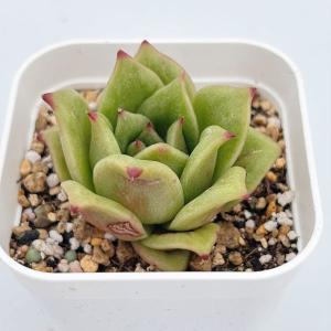 多肉植物 エケベリア ローズローズペトリフィケ...の詳細画像1