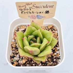 多肉植物 エケベリア ローズローズペトリフィケ...の詳細画像2