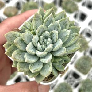 多肉植物 エケベリア パテックエメラルド 7.5...の商品画像