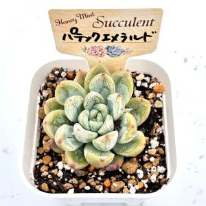 多肉植物 エケベリア パテックエメラルド 7....の詳細画像2