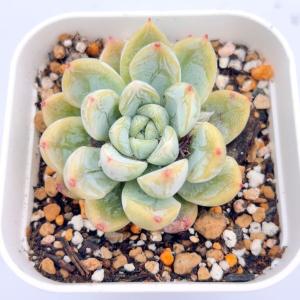多肉植物 エケベリア パテックエメラルド 7....の詳細画像1