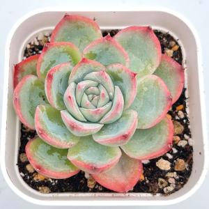 多肉植物　プリドニス錦 大苗  抜き苗【特定記録付】 多肉植物 プリドニス錦 大苗 抜き苗【特定記録付】