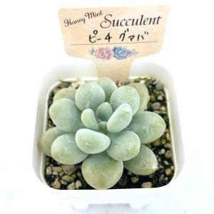 多肉植物 エケベリア ピーチグァバ 7.5cm...の詳細画像1